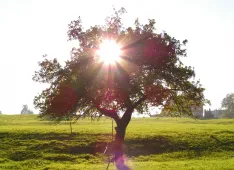Baum und Sonne (Foto: Simone B&uuml;chi)
